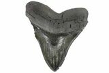 Fossil Megalodon Tooth - South Carolina #168875-1